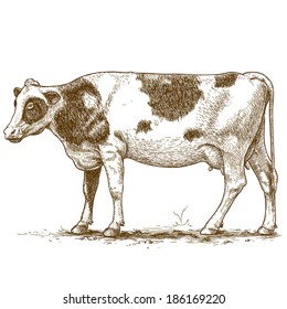 vector illustration of engraving cow on white background