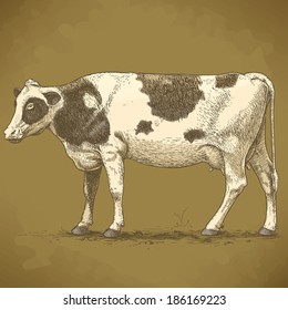 vector illustration of engraving cow on white background