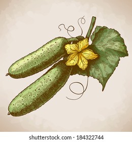 vector illustration of engraving cucumbers and flower on a branch on white background