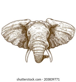 vector illustration of engraving elephant head on white background