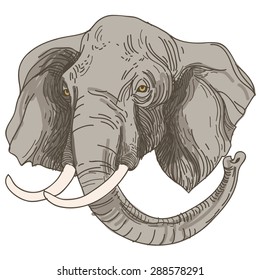 vector illustration of engraving elephants head on white background