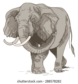 vector illustration of engraving elephants  on white background