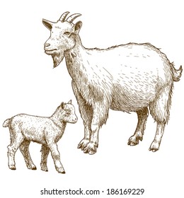 vector illustration of engraving goat and kid on white background