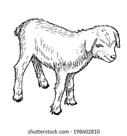 vector illustration of engraving goatling hands drawing