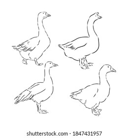 Vektorgrafik von Graviergans auf weißem Hintergrund . Gänsevogel, Vektorgrafik