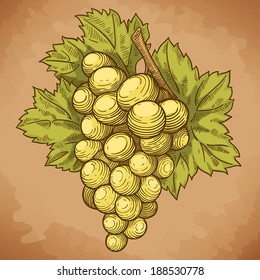 vector illustration of engraving grapes and leaf on the branch on white background