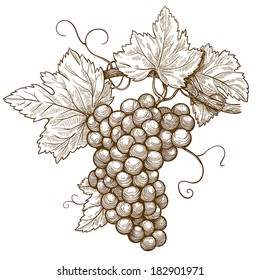 vector illustration of engraving grapes on the branch on white background