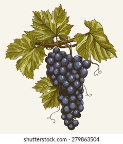 vector illustration of engraving grapes on the branch on grey background