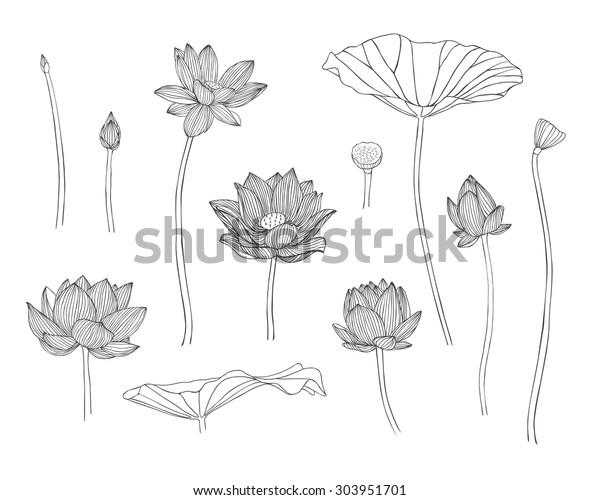 ベクターイラスト 手描きの蓮の花を刻む のベクター画像素材 ロイヤリティフリー