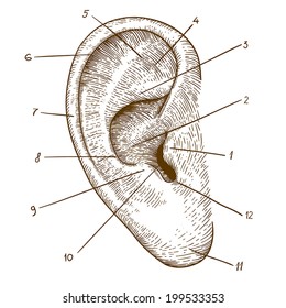 vector illustration of engraving human ear on white background