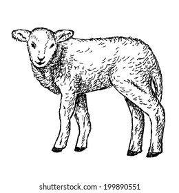 vector illustration of engraving lamb hands drawing