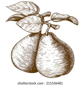 vector illustration of engraving pear and leaf on the branch on white background