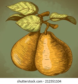 vector illustration of engraving pear and leaf on the branch in retro style 