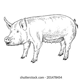 vector illustration of engraving pig hands drawing