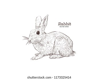 vector illustration of engraving rabbit on white background