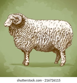 vector illustration of engraving ram in retro style