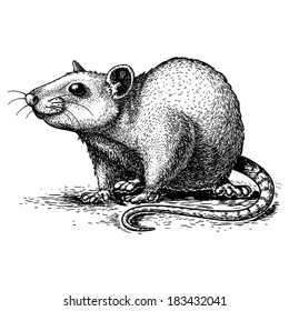 vector illustration of engraving rat on white background