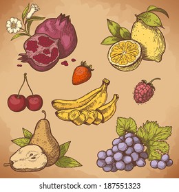 vector illustration of engraving sweet fruits and berries on the branch in retro style