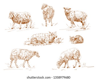 vector illustration of engraving three sheep on white background.  Cattle, farm cloven-hoofed livestock animal. Sketch cartoon style.