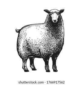 vector illustration of engraving three sheep on white background