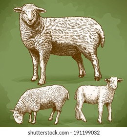 vector illustration of engraving three sheep in retro style