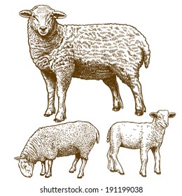 vector illustration of engraving three sheep on white background