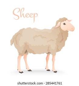 vector illustration of engraving three sheep on white background