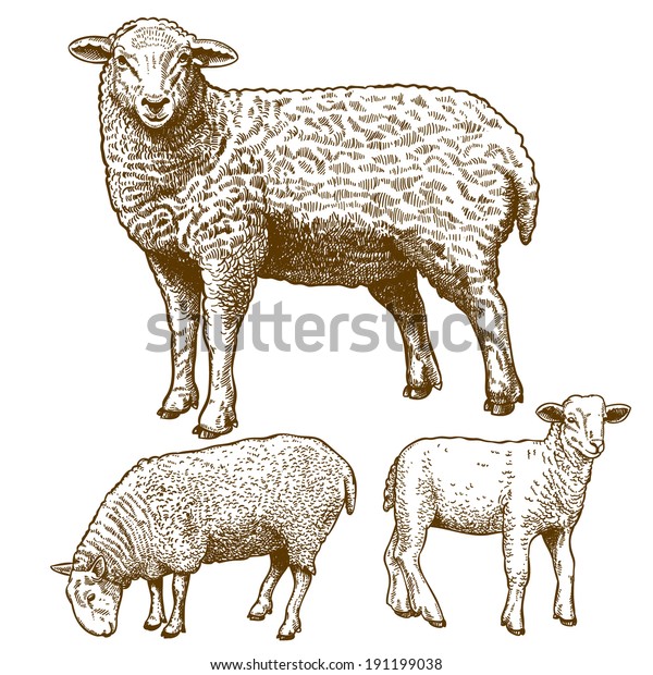 白い背景に3つの羊を彫ったベクターイラスト のベクター画像素材 ロイヤリティフリー