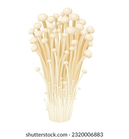 Vector illustration, enoki mushroom, isolated on white background.