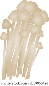 Vector illustration of enoki mushrooms.