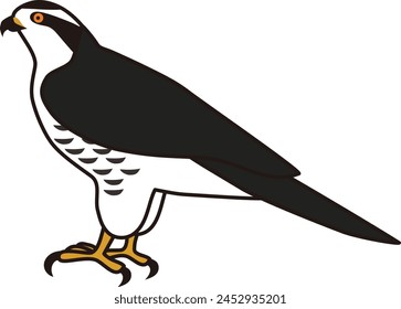 Vector illustration of an entire body of a raptor falcon seen from the side.