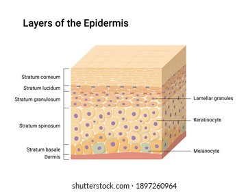 Vector illustration of Epidermis layers. Skin anatomy. Medical diagram