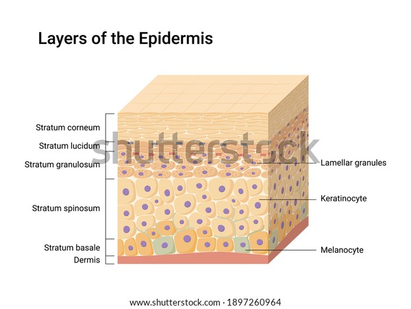 Vector illustration of Epidermis layers. Skin\
anatomy. Medical\
diagram