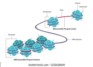 Vector illustration of epigenetics, the study of heritable phenotype changes that do not involve alterations in the DNA sequence. Figure of DNA methylated and acetylated with the eight histones.