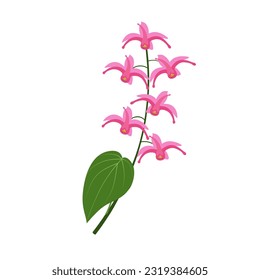 Vector illustration, Epimedium, also known as barrenwort, bishop's hat, fairy wings, horny goat weed, or yin yang huo, isolated on white background.