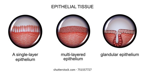 vector illustration of epithelial tissue. types of epithelium.