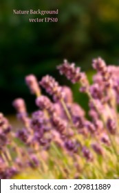 Vector illustration EPS 10. Blurred natural background. Bunch of scented flowers in the lavender fields with copy space