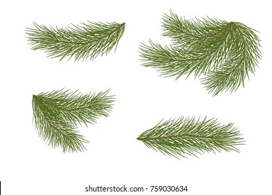 Vector illustration. Eps 10.Set for Christmas decor. Drawing. Pine branches isolated on a white background without a shadow. Natural decoration. Christmas. New Year.