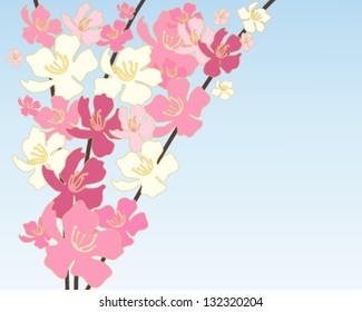 a vector illustration in eps 10 format of pink and white chinese blossom on dark branches on a blue sky background with space for text