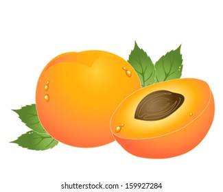 a vector illustration in eps 10 format of a whole and half apricot with stone foliage and drops of moisture isolated on a white background