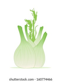 a vector illustration in eps 10 format of a freshly harvested fennel bulb presented with some green foliage isolated on a white background