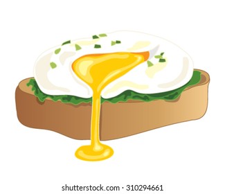 a vector illustration in eps 10 format of a freshly poached egg with chive garnish on a piece of toast with a yellow yolk oozing on a white background