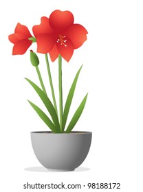 a vector illustration in eps 10 format of a beautiful bright red amaryllis plant with flower bud and green foliage in a metallic container on a white background