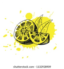 Vector illustration eps10 isolated on white background. Hand drawn retro icon, vintage ink engraving art. Black line drawing of fresh lemon slice, citrus half piece fruit, healthy organic food symbol