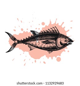 Vector illustration eps10 isolated on white background. Hand drawn retro icon, vintage ink engraving art. Black line drawing of red fish emblem. Tuna seafood, healthy organic food symbol