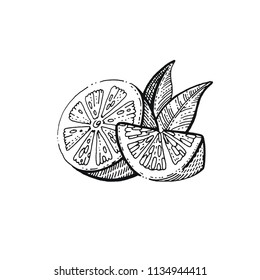 Vector illustration eps10 isolated on white background. Hand drawn retro icon, vintage ink engraving art. Black line drawing of fresh lemon slice, citrus half piece fruit, healthy organic food symbol