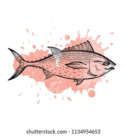 Vector illustration eps10 isolated on white background. Hand drawn retro icon, vintage ink engraving art. Black line drawing of red fish emblem. Tuna seafood, healthy organic food symbol