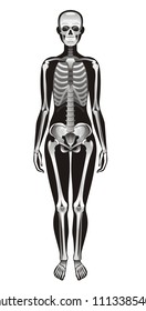 Vector illustration eps10, isolated white background. Realistic human skeleton symbol, 3d female figure with skul, bones, rib. Cartoon didactic health poster template. Flat banner, medical sign
