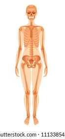 Vector illustration eps10, isolated white background. Realistic human skeleton symbol, 3d female figure with skul, bones, rib. Cartoon didactic health poster template. Flat banner, medical sign