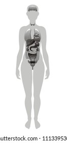 Vector illustration eps10, isolated white background. Realistic human internal organs symbol, 3d female figure with liver, brains, heart. Cartoon health body poster template. Flat banner, medical sign